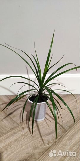 Драцены, кордилина