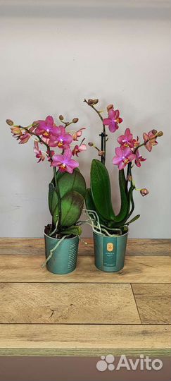 Орхидея парфюмерная фабрика