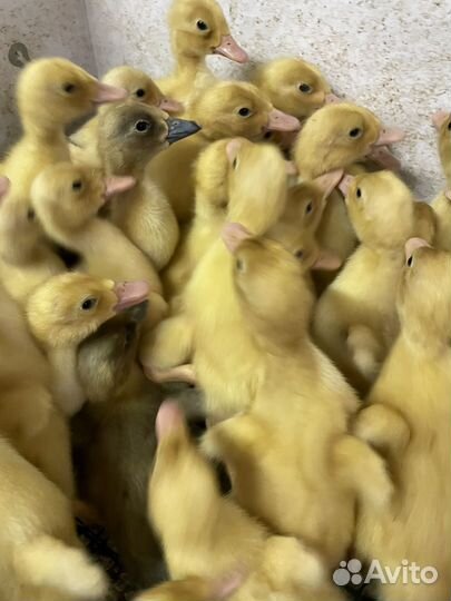 Утята опт. и розница