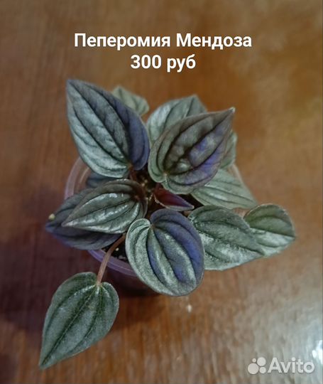 Пеперомии сортовые