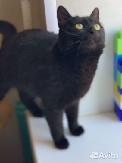 Кошки бесплатно