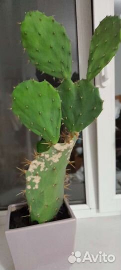 Кактус большой