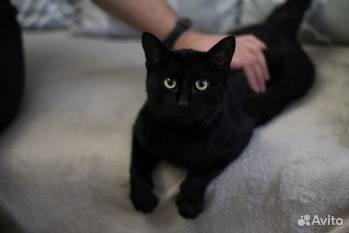 Молодой крупный кот Космос