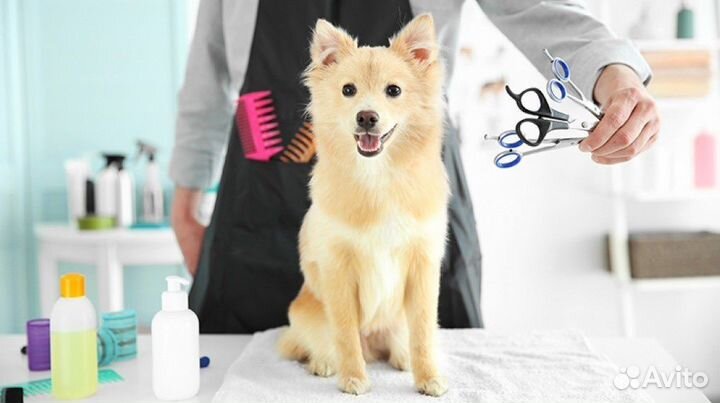 Работа грумером