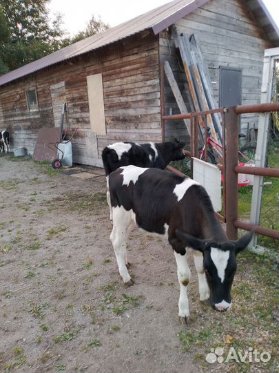 Телята бычки