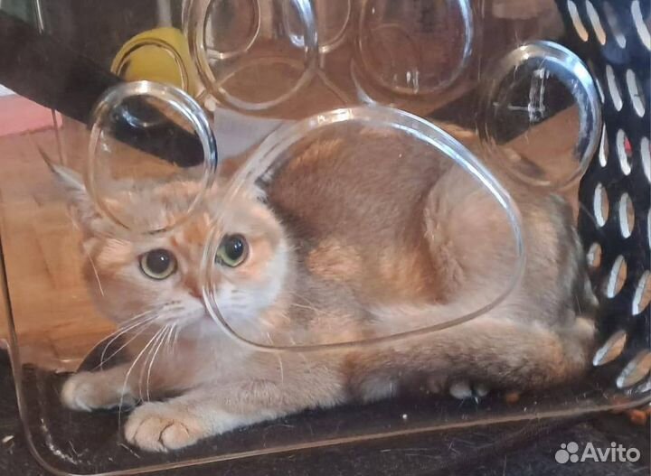 Британская кошка бесплатно