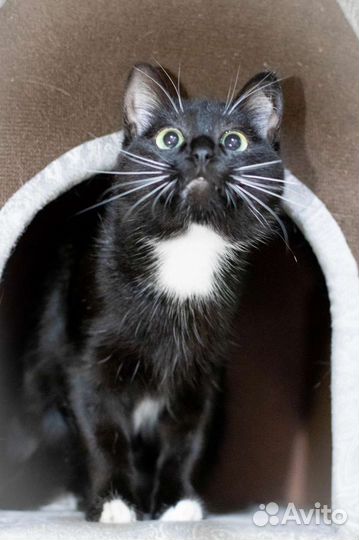 Кошка Мисти