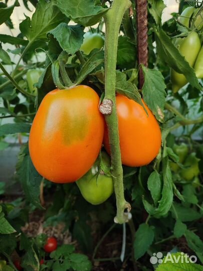 Семена коллекционных сортов томатов