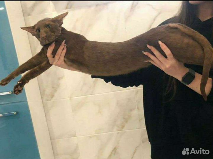 Ориентальный кот вязка