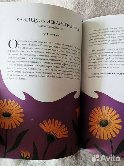 Ведьмин сад