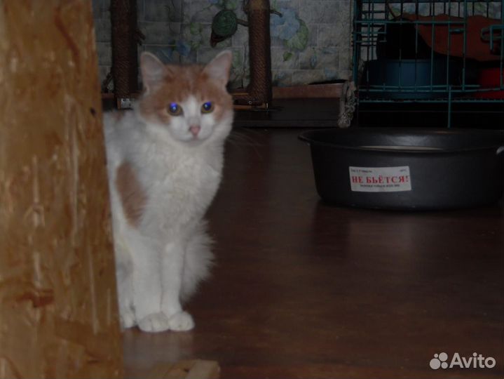 Зайка в семью