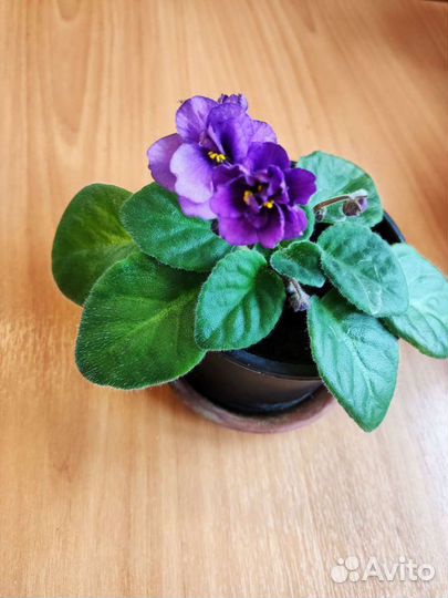 Фиалки фиолетовые(3 в 1)