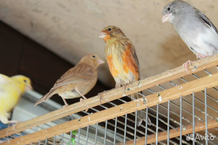 Молодой кенар