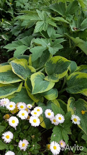 Садовые растения для красоты вашего сада