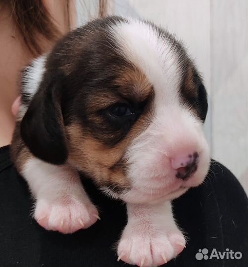 Щенки бигль