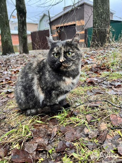 Коты ищут дом