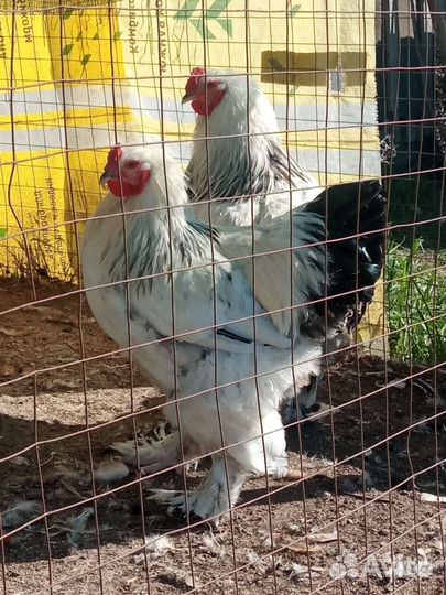 Молодые петухи