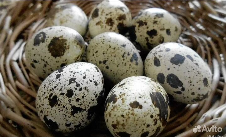 Перепелиные яйца