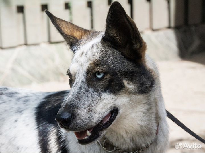 Собака девочка с разными глазами