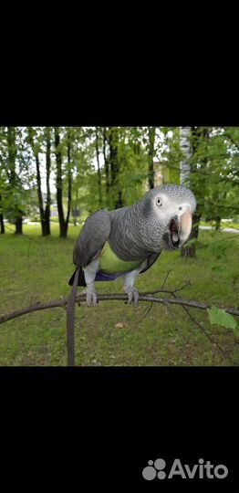 Костюм-памперс для прогулки с попугаем