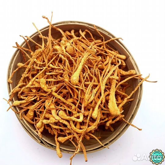 Кордицепс гриб