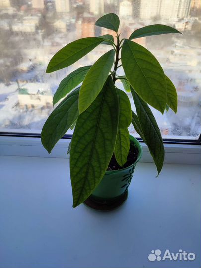 Авокадо дерево