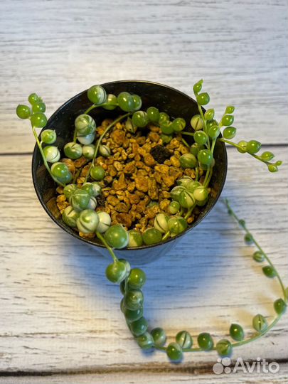 Крестовник роули вариегатный