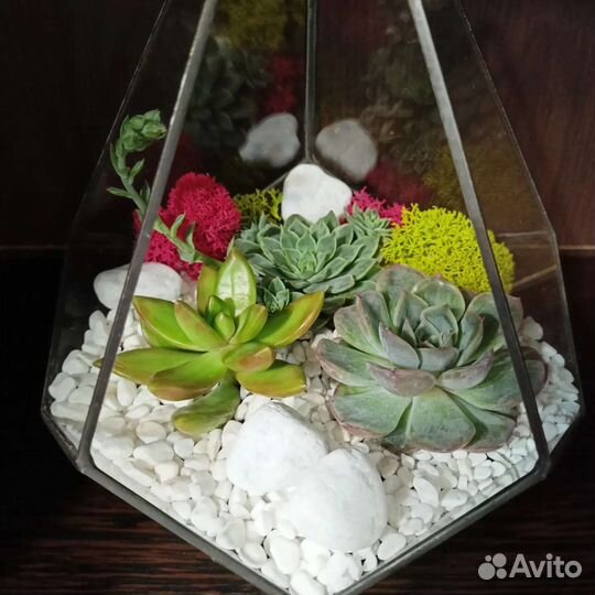 Флорариум из суккулентов