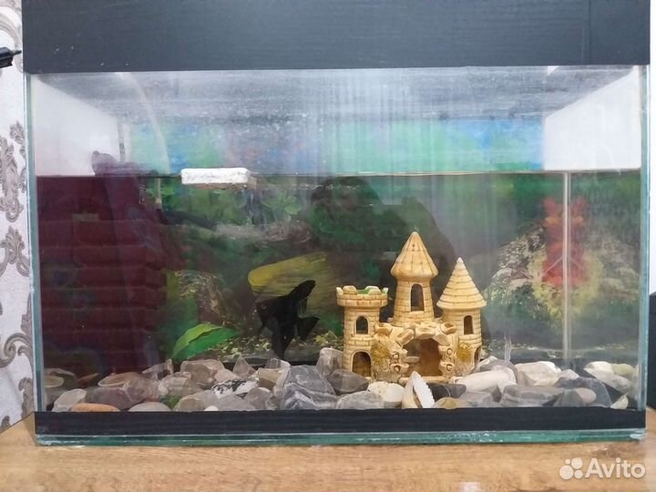 Аквариум
