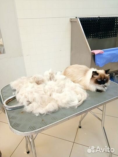 Стрижка кошек