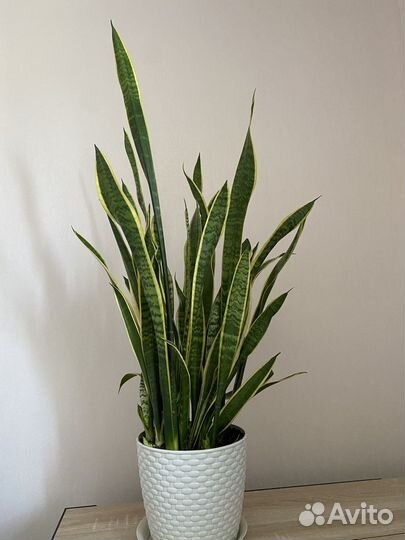Сансевиерия лауренти