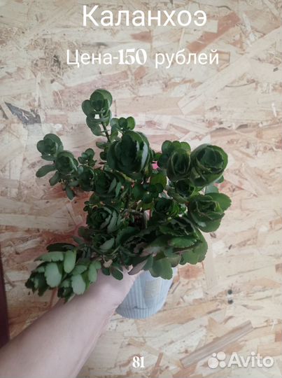 Цветы