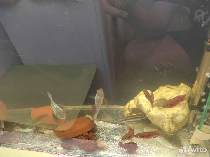 Аквариумные рыбки