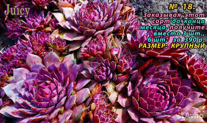 Часть 3. сортовые Каменные розы 6-8 шт