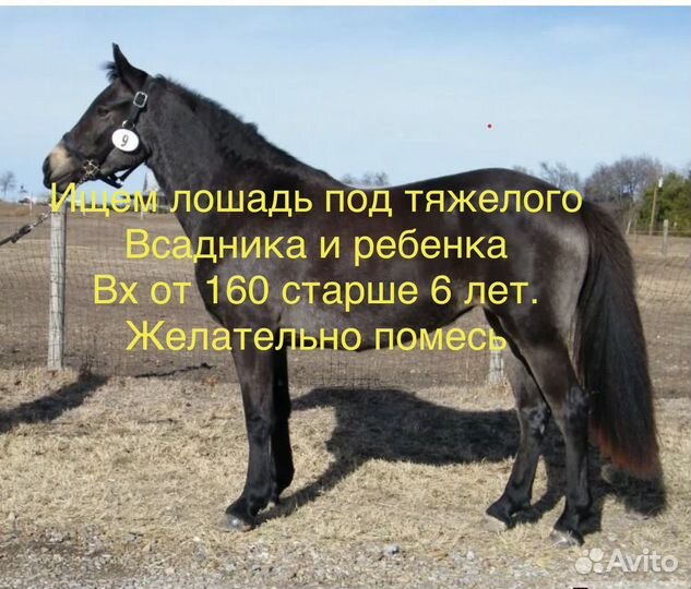 Лошадь, кобыла, мерин