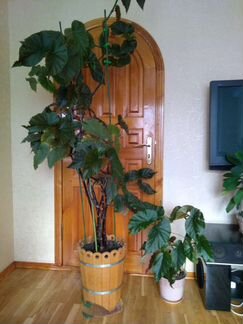 Растения для дома и офиса. Денежное дерево