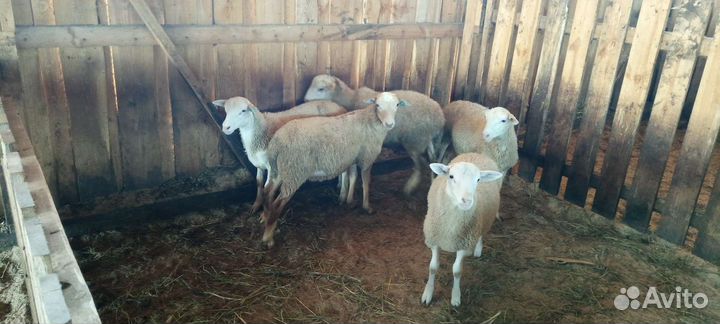 Катумские бараны