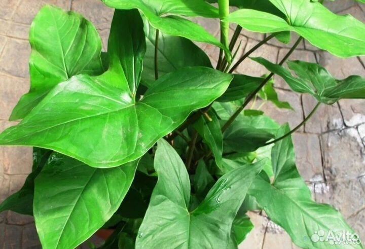 Комнатные растения цветы