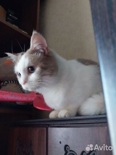Кошка-подросток