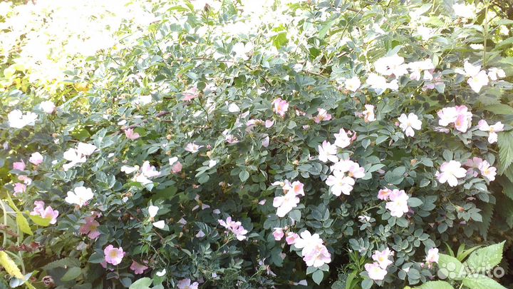 Шиповник бесшипный