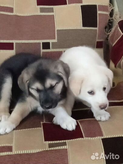 Собака в добрые руки отдам бесплатно