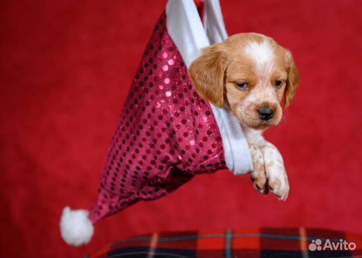 Щенки бретонского эпаньола