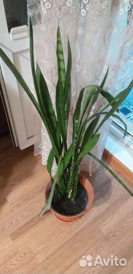 Сансевиерия