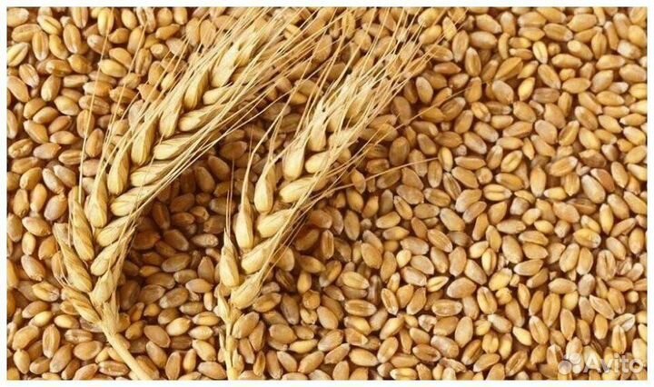 Пшеница ячмень