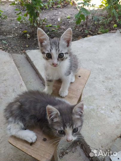 Кошка в дар бесплатно
