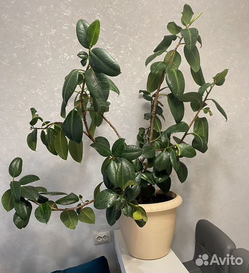 Фикус с горшком