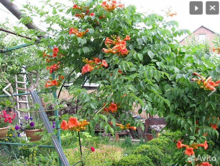 Кампсис лиана