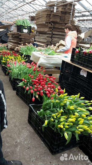 Свежие тюльпаны с юга