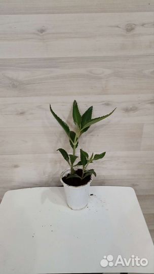 Каланхоэ лечебное