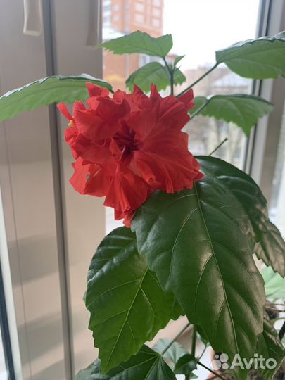 Гибискус цветущий